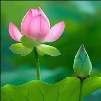 吴书芹